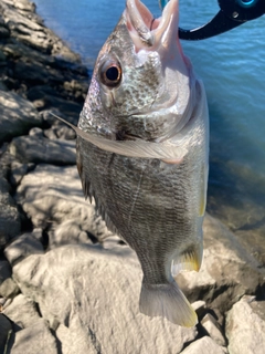 キビレの釣果