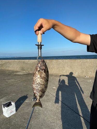 アイゴの釣果