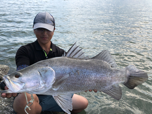 アカメの釣果