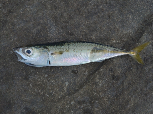 サバの釣果