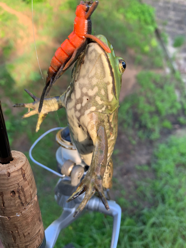 ブラックバスの釣果