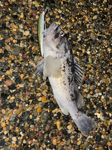 ソイの釣果