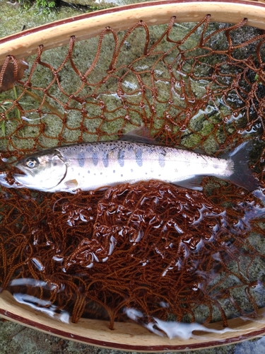 ヤマメの釣果