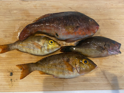 ブダイの釣果