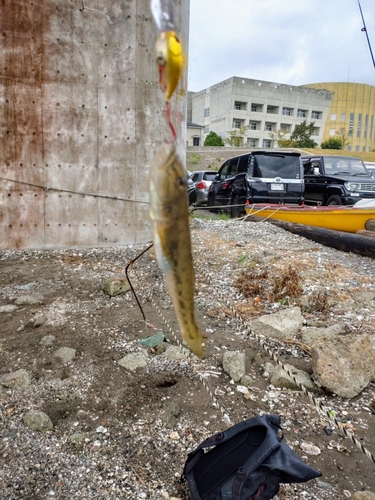 ハゼの釣果