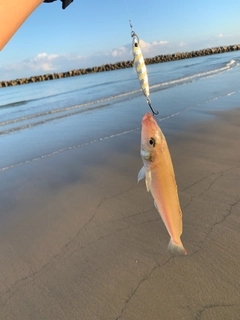 キスの釣果