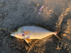 ショゴの釣果