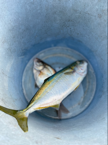 タナゴの釣果