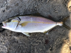 ショゴの釣果