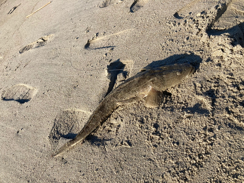 マゴチの釣果