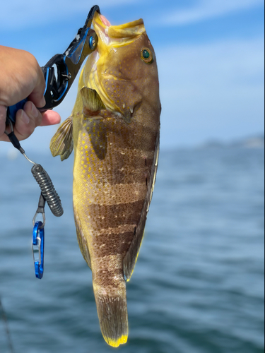 アオハタの釣果