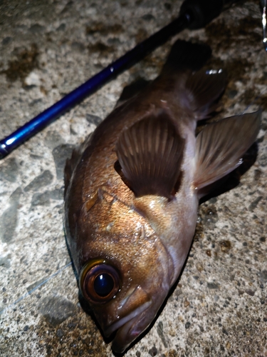 メバルの釣果