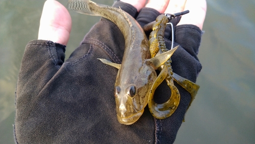 マハゼの釣果