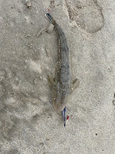 マゴチの釣果