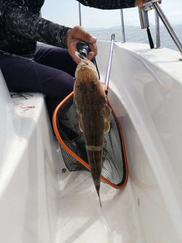 ワニゴチの釣果