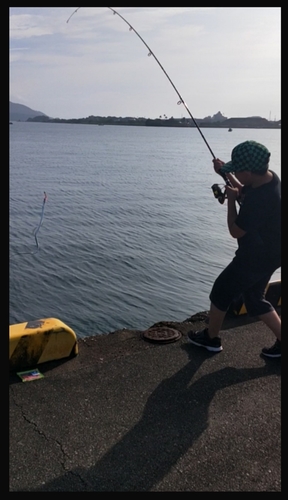 タチウオの釣果