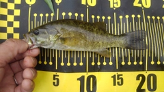 スモールマウスバスの釣果