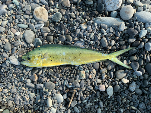 シイラの釣果