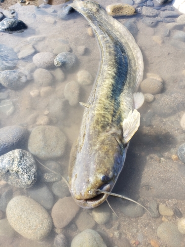 ナマズの釣果