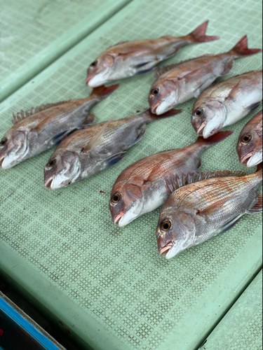 タイの釣果