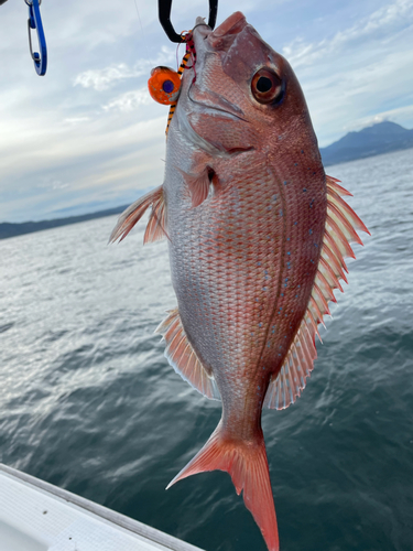 タイの釣果