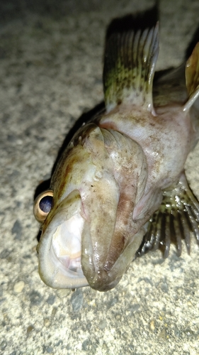 ムラソイの釣果