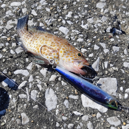 オオモンハタの釣果