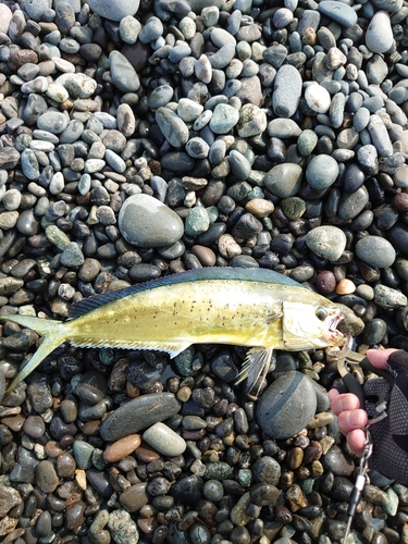 シイラの釣果