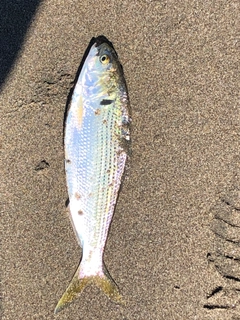 コノシロの釣果