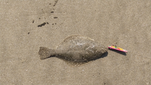 ヒラメの釣果