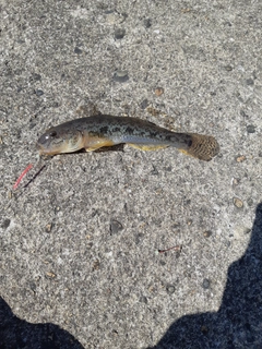 ハゼの釣果