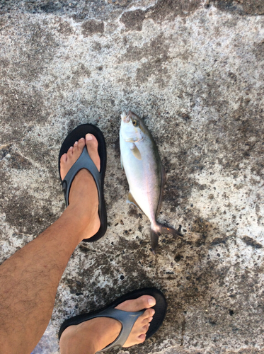 カンパチの釣果