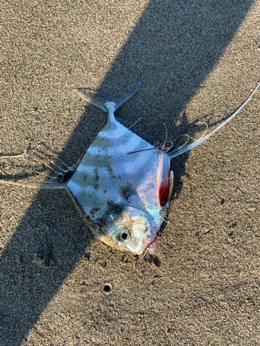 イトヒキアジの釣果