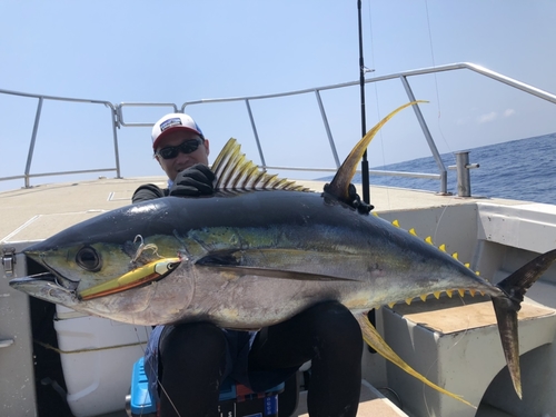 キハダマグロの釣果