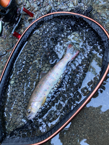 アマゴの釣果