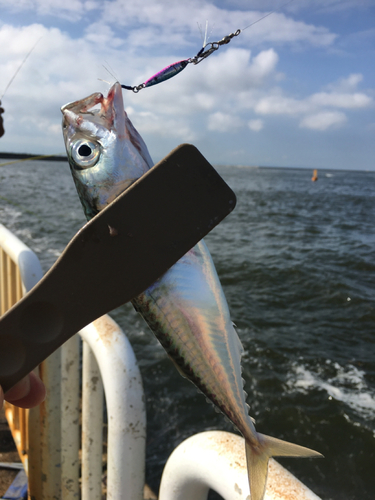 サバの釣果