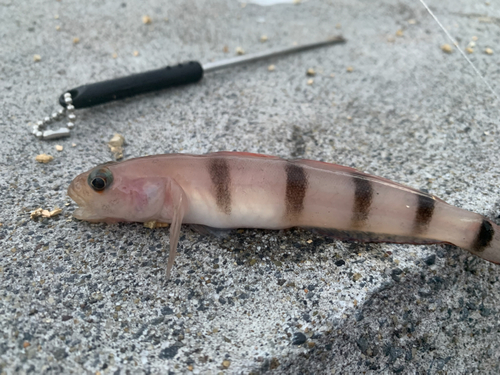 リュウグウハゼの釣果