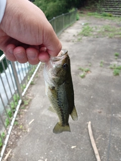 ラージマウスバスの釣果