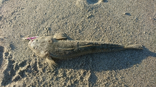 マゴチの釣果