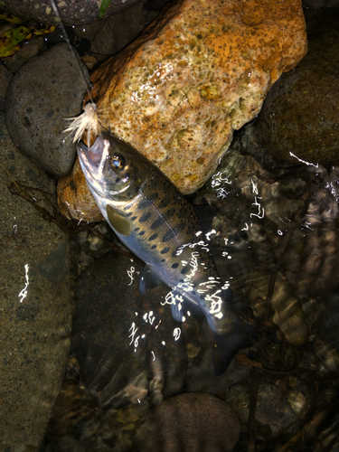 ヤマメの釣果