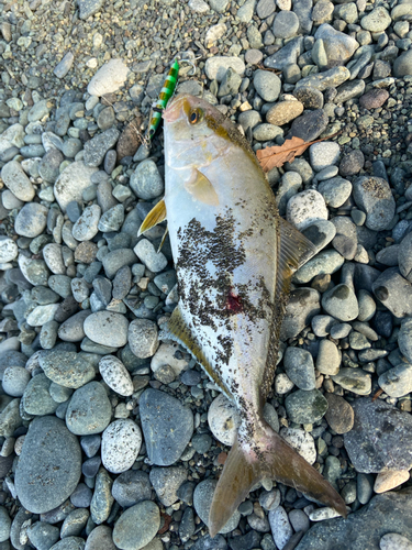 ショゴの釣果