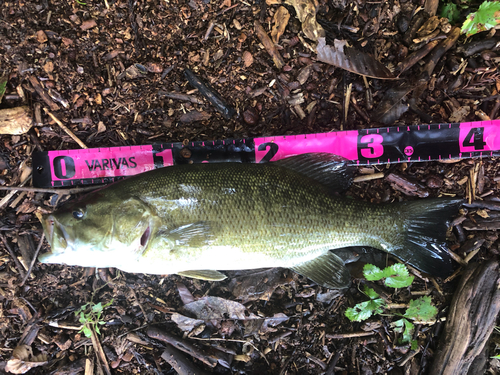 スモールマウスバスの釣果