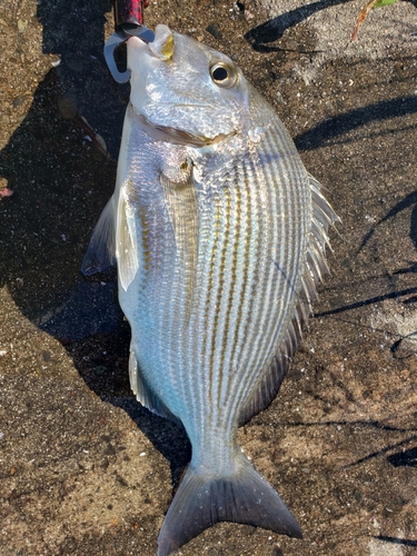 チヌの釣果