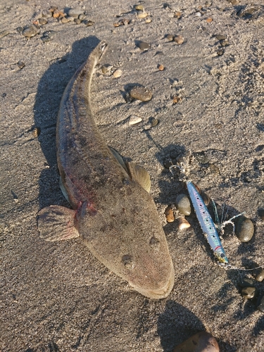 マゴチの釣果