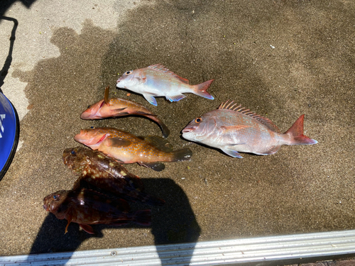 マダイの釣果