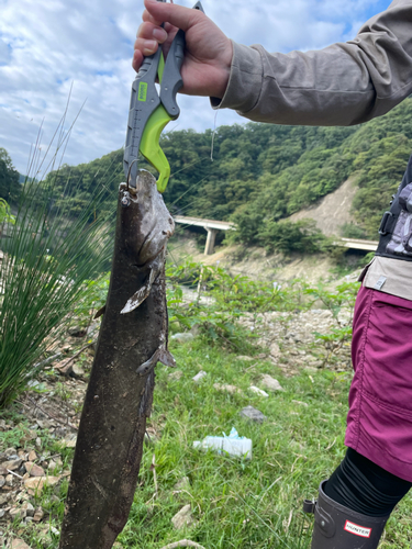 ナマズの釣果