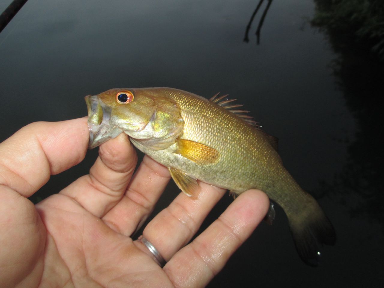 スモールマウスバス