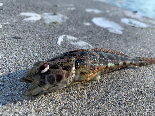 アナハゼの釣果