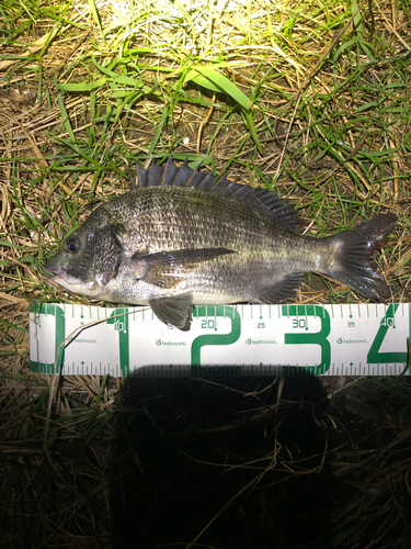 クロダイの釣果