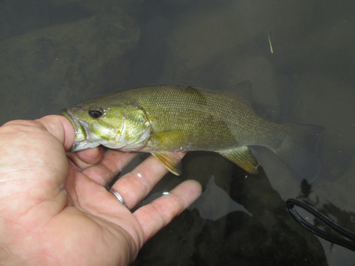 スモールマウスバスの釣果